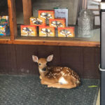 deer 2018